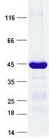 Human RPL18A Protein (Recombinant GST, N-terminus + His, C-terminus)