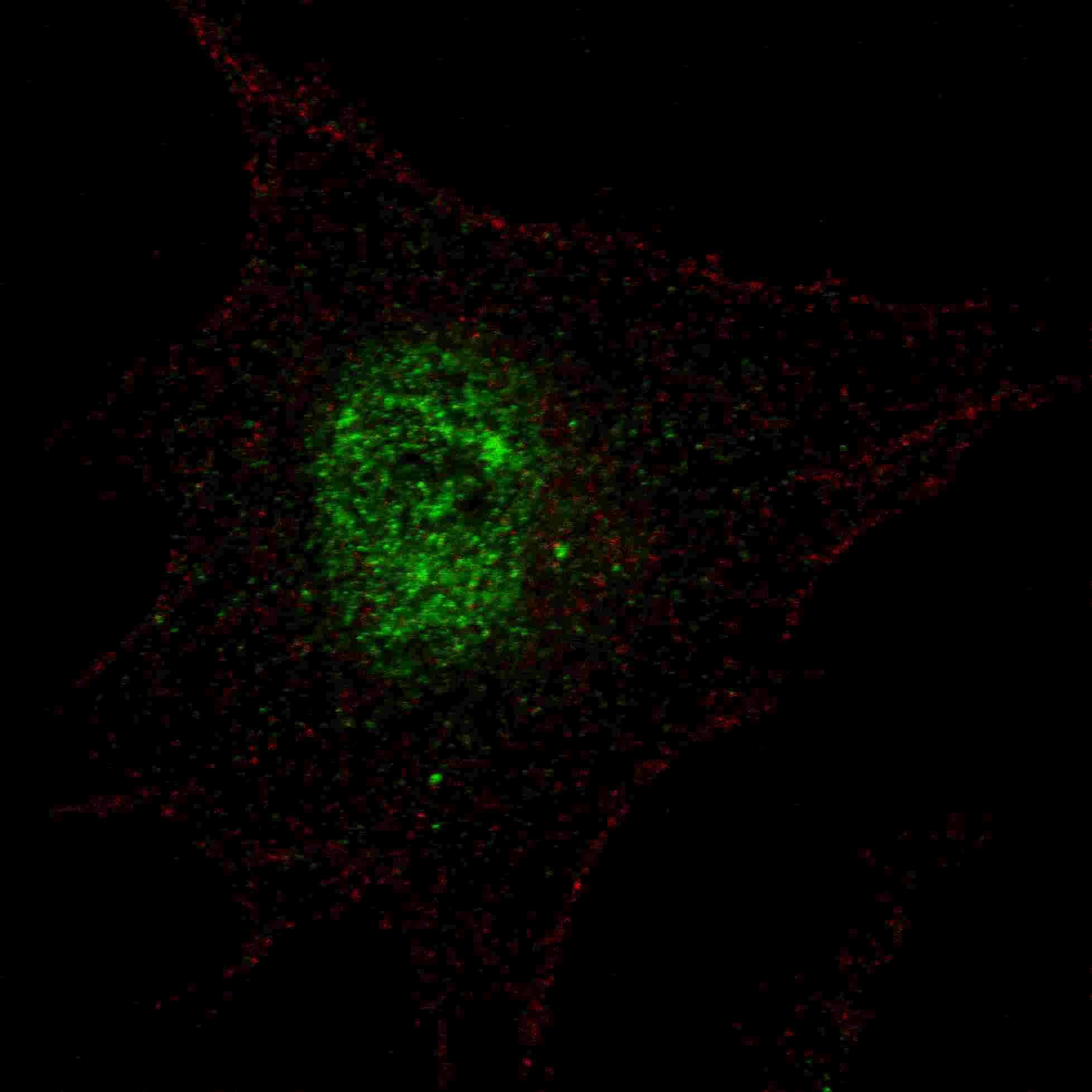 PDX1 Antibody (phospho-Thr11)