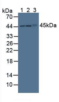 POFUT1 Antibody (aa243-393, APC)