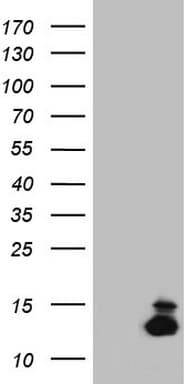 MLANA / Melan-A Antibody (aa48-118, clone OTI6D9)