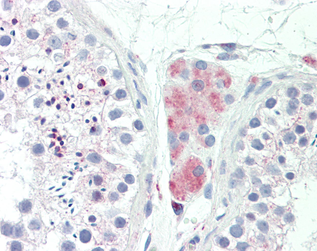 Polyclonal Rabbit anti-Human LY6G6F Antibody (aa51-100, IHC, WB)