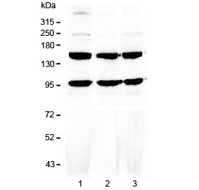 FLT4 / VEGFR3 Antibody