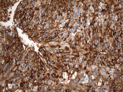 ANPEP / CD13 Antibody (aa668-967, clone UMAB275, Carrier-free)