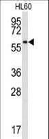 SRMS Antibody (aa19-48)