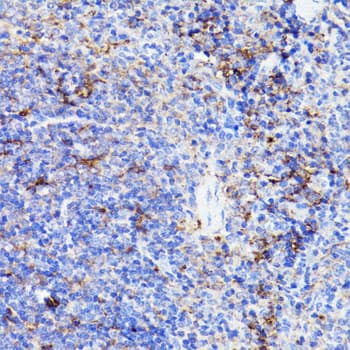 CD44 Antibody
