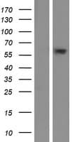 C6orf146 Protein (Over-Expression Lysate Myc-DDK (Flag))