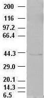 EPCAM Antibody (clone OTI2G1)