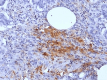 Monoclonal Mouse anti-Human Ferritin Antibody (clone FTL/1389, Azide-free,BSA-free, IHC, IF)