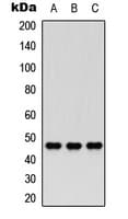 CCRN4L / Nocturnin Antibody (Internal)