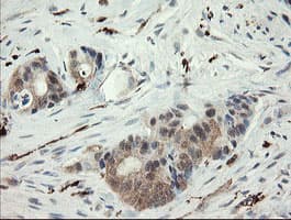 SNX8 Antibody (clone OTI1A1)