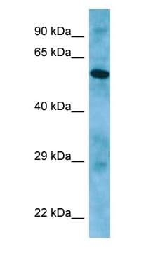 APLF / PALF Antibody (C-Terminus)