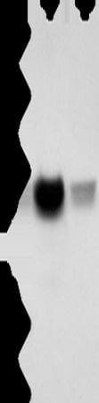 CREBZF / Zhangfei Antibody