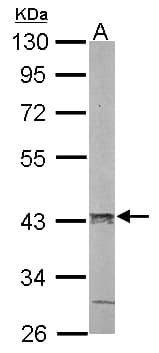 HNRNP-E2 / PCBP2 Antibody (aa1-193)