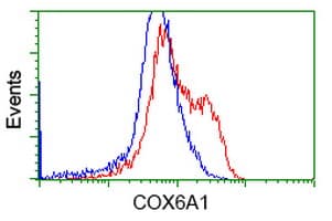 COX6A1 Antibody (clone OTI5B6)