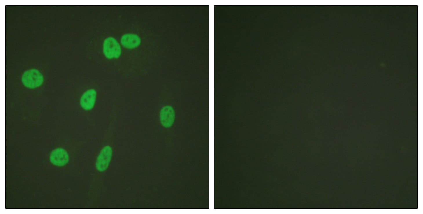 Polyclonal Rabbit anti-Human Histone H3 Antibody (aa15-34, IF)