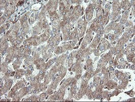 PECAM-1 / CD31 Antibody (clone OTI2C3)