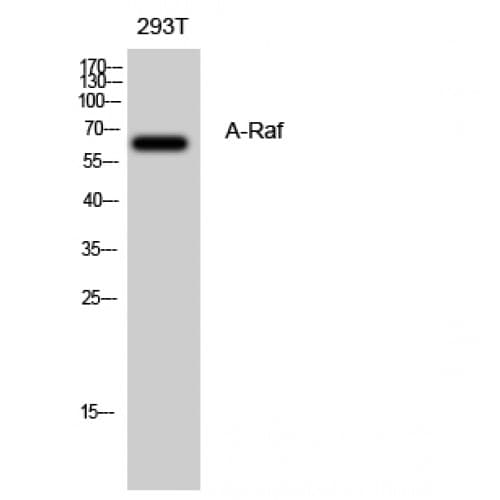 ARAF / ARAF1 / A-RAF Antibody (210-290 aa, Internal)