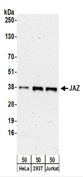 ZNF346 Antibody (aa244-294)