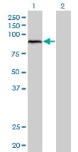 IHC-plus™ Monoclonal Mouse anti-Human ARNT / HIF-1-Beta Antibody (clone 3D10, IHC, IF, WB)