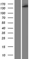 CYFIP1 Protein (Over-Expression Lysate Myc-DDK (Flag))