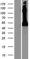 NPTX2 Protein (Over-Expression Lysate Myc-DDK (Flag))