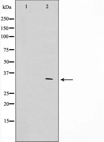 APC Antibody