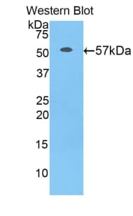 ERG-1 / CUZD1 Antibody (aa257-517, HRP)