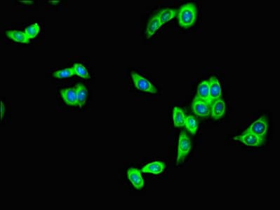 RFPL4B Antibody