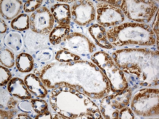 MTX2 Antibody (clone OTI2E9)