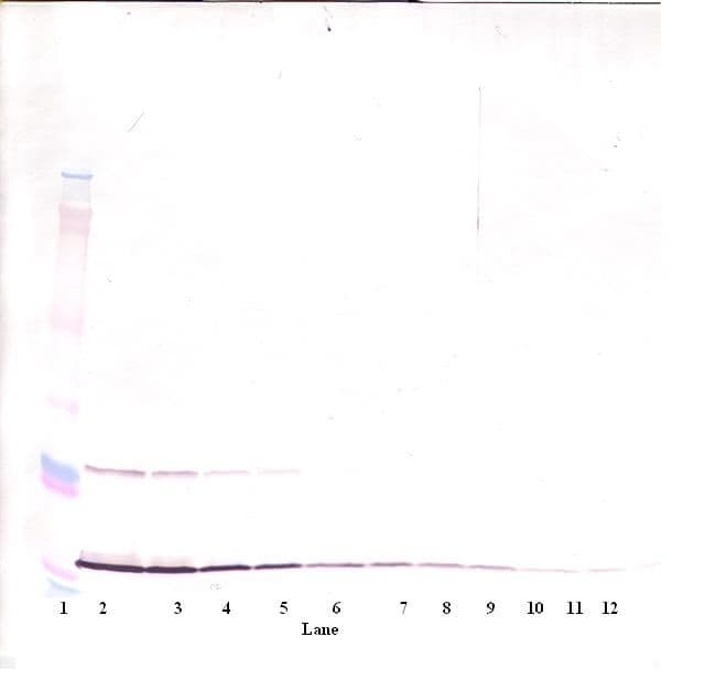 MIA / CD-RAP Antibody
