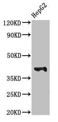 IHC-plus™ MAdCAM-1 Antibody
