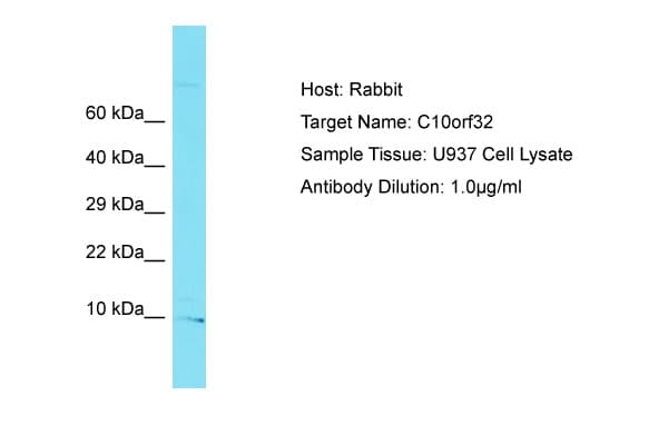 C10orf32 Antibody (C-Terminus)