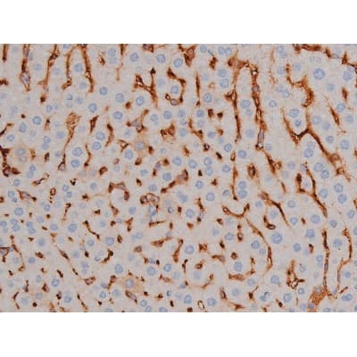 SNCA / Alpha-Synuclein Antibody (phospho-Ser129)
