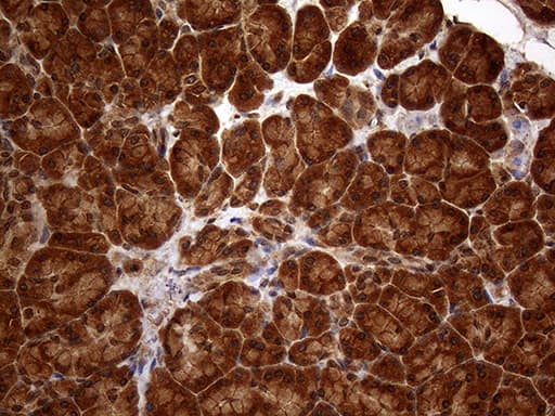 SPANXN3 Antibody (clone OTI1A2)