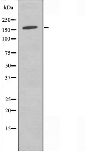 PARD3 Antibody