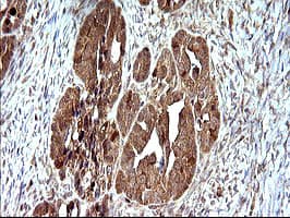 SHBG Antibody (clone OTI1A6, Carrier-free)