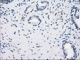 CD32A Antibody (clone OTI9G5)