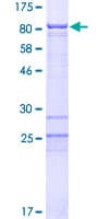 Human BRD9 Protein (Recombinant GST)