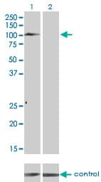 Monoclonal Mouse anti-Human TYRO3 Antibody (clone 4F6, WB)