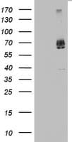 KLHL12 Antibody (aa177-405, clone OTI1E6)