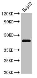 PSMC5 / SUG1 Antibody