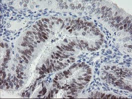 TLE1 / TLE 1 Antibody (aa180-460, clone OTI2D8)