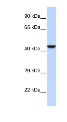 NMI Antibody (aa180-229)