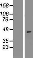 XCR1 Protein (Over-Expression Lysate Myc-DDK (Flag))