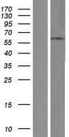 ZNF682 Protein (Over-Expression Lysate Myc-DDK (Flag))