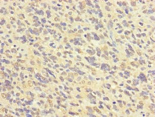 Polyclonal Rabbit anti-Human FABP7 / BLBP / MRG Antibody (IHC, IF)