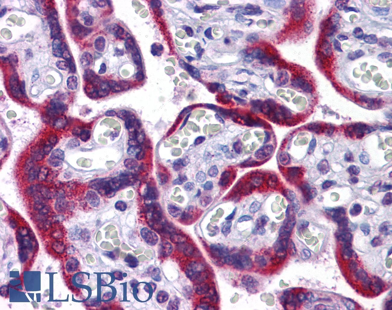 IHC-plus™ QIP1 / KPNA4 Antibody