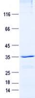 Human NDUFA3 / B9 Protein (Recombinant GST, N-terminus + His, C-terminus)
