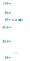 Human RPS6 / Ribosomal Protein S6 (Recombinant GST)