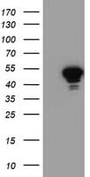 NAPE-PLD Antibody (clone OTI1H4)